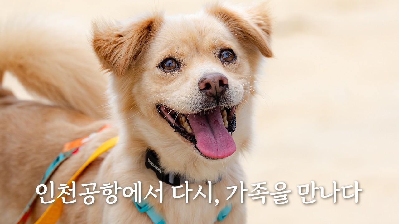 <h5>Results</h5>
- Achieved 93.1% in Incheon Airport brand comprehensive evaluation; won Grand Prize in Public Enterprise Category at the 18th Korea Communication Awards (Korea Social Media Award) and Korea Internet Communication Award<br /> 
- [Campaign] Strengthened positive image and emotional bond with Incheon Airport through social contribution campaigns including stray dog adoption and senior citizen support<br /> 
- [SNS Channel] Produced public-friendly content utilizing employeefluencers, web entertainment, trends/memes, and SEO-optimized operations, resulting in 30,000+ total SNS subscriber increase<br /> 
- [Supporters] Improved approachable brand image and achieved 800%+ total views increase through a supporters program actively reflecting MZ generation trends<br />
